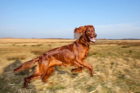 Irish Setter bitch running across a field