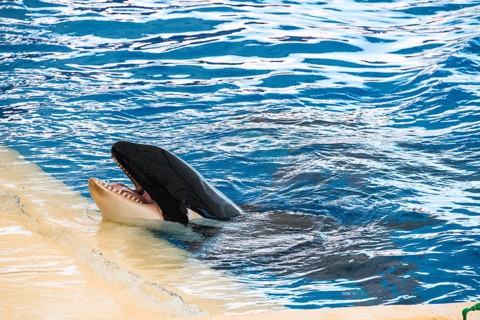 Killer Whale or Orca (Orcinus orca) on the edge of a pool