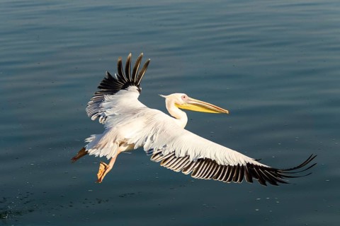 Great White Pelican (Pelecanus onocrotalus)