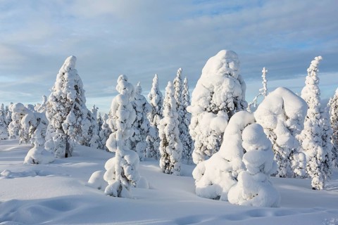 Winter forest