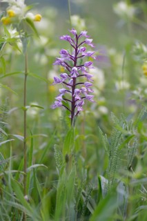 Military Orchid (Orchis militaris)
