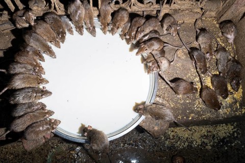 Holy rats