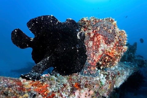 Two Commerson's Frogfish or Giant Frogfish (Antennarius commersonii)