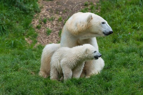 Polar Bears (Ursus maritimus) female Giovanna with her cubs