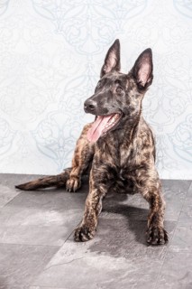 Lying Hollandse Herdershond or Dutch Shepherd Dog
