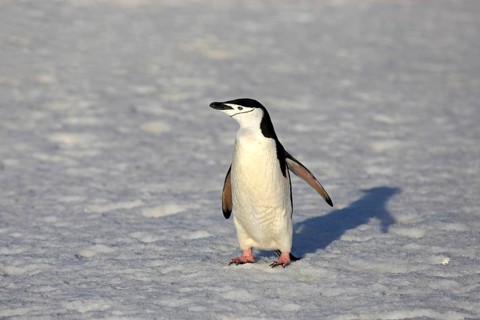 Chinstrap Penguin (Pygoscelis antarctica)