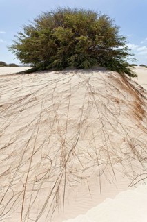 The long and wide-branched root system of a bush in the desert