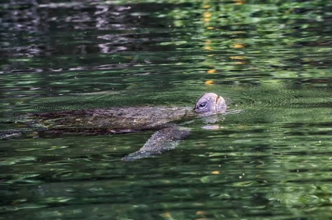 Pacific Green Turtle (Chelonia mydas agassizi) swimming
