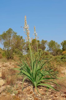 White Asphodel (Asphodelus albus)