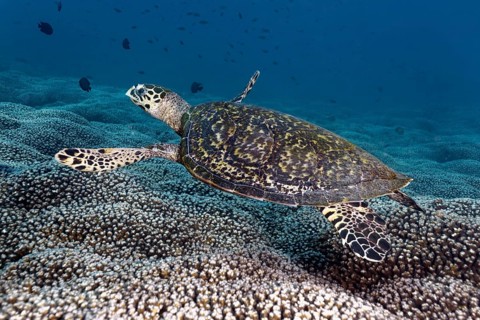 Hawksbill Sea Turtle (Eretmochelys imbricata) swimming over a coral reef