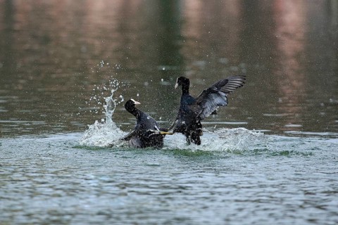 Eurasian Coot (Fulica atra)