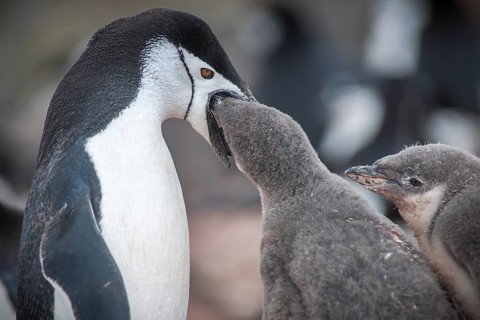 Chinstrap Penguin (Pygoscelis antarcticus) feeding a chick