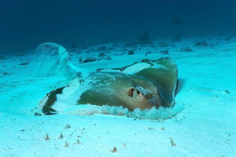 Cowtail Stingray (Pastinachus sephen)
