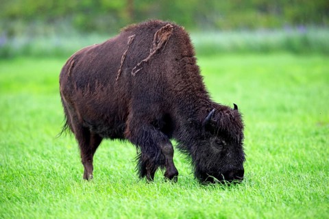 Wood bison (Bison bison athabascae)