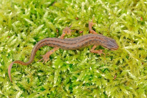 Smooth Newt or Common Newt (Lissotriton vulgaris