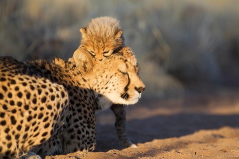 Cheetah (Acinonyx jubatus)
