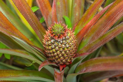 Pineapple plant (Ananas comosus)