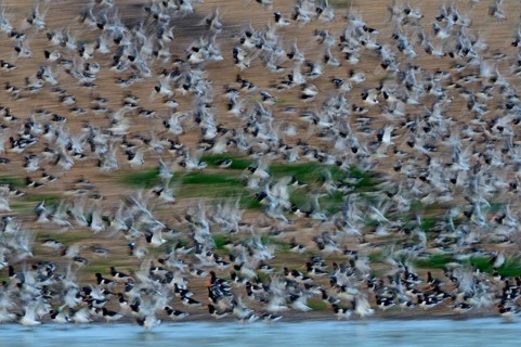 Eurasian Oystercatchers (Haematopus ostralegus) moving restlessly at high tide roost