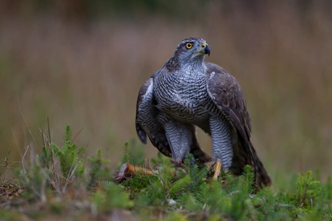 Northern Goshawk (Accipiter gentilis) with a captured squirrel