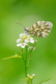 Orange Tip (Anthocharis cardamines)