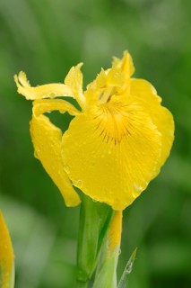 Yellow Flag or Yellow Iris (Iris pseudacorus)