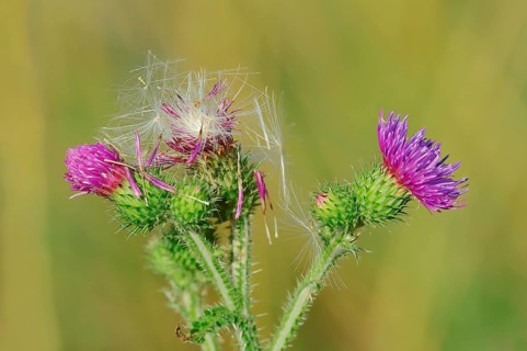 Spear Thistle (Cirsium vulgare)