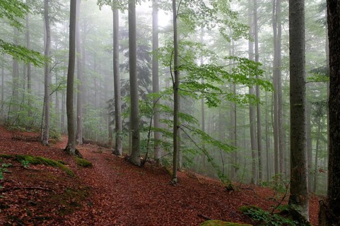 Misty forest