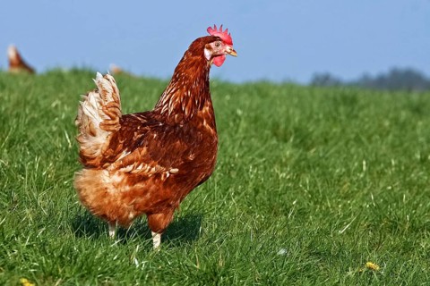 Domestic chicken