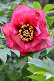 Tree Peony (Paeonia suffruticosa 'Gauguin')