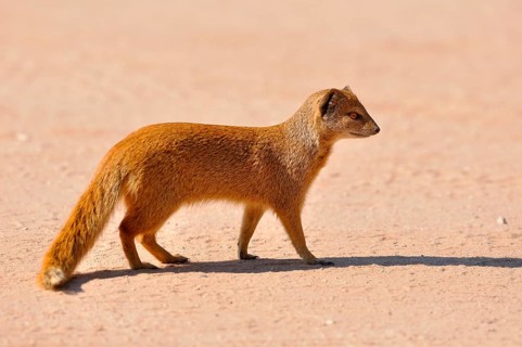 Yellow Mongoose (Cynictis penicillata)