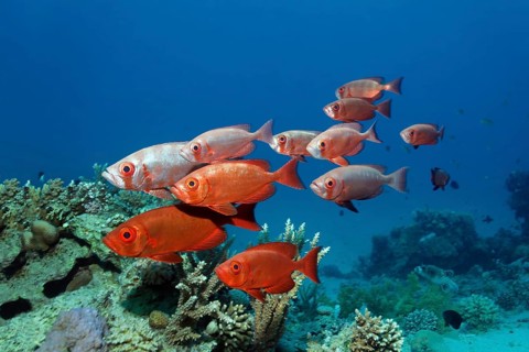 Shoal lunar-tailed bigeye (Priacanthus hamrur) over coral reef