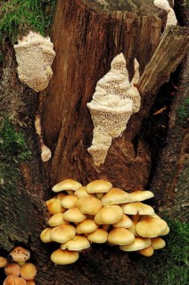 Sulphur Tuft (Hypholoma fasciculare) and Spongy Toothed Polypore (Spongipellis pachyodon)