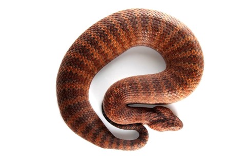 Common Death Adder (Acanthophis antarcticus)