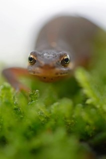 Smooth newt (Lissotriton vulgaris)