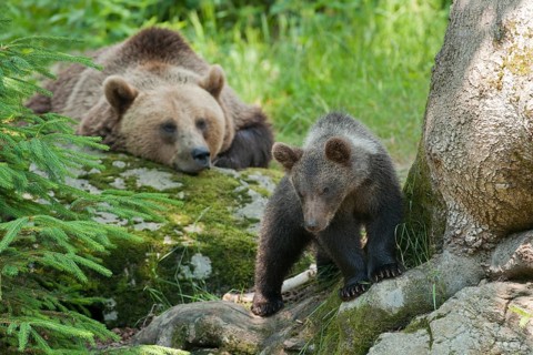 Brown Bears (Ursus arctos)
