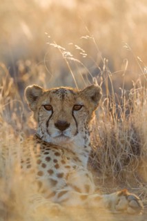 Cheetah (Acinonyx jubatus)