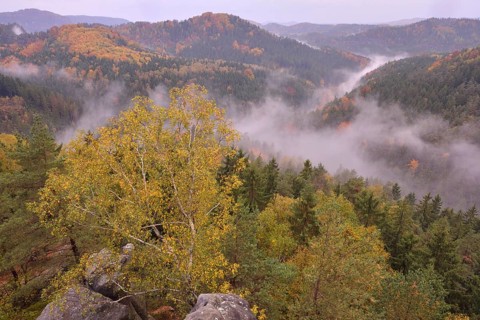 The Kirnitzschtal in fog in autumn