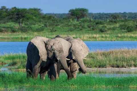 African elephants (Loxodonta africana) playfighting at the Namutoni water hole