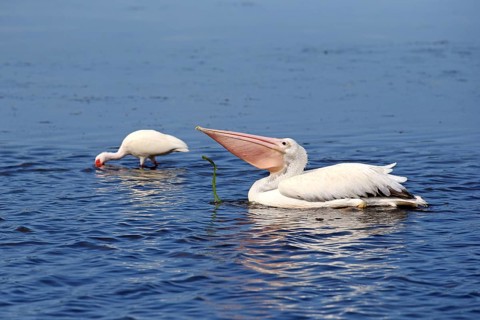 American American White Pelican (Pelecanus erythrorhynchos)