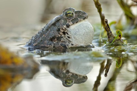 Green Toad (Bufo viridis complex) with a full vocal sac while calling in an abandoned gravel pit