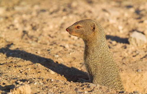 Slender Mongoose (Galerella sanguinea) at its burrow