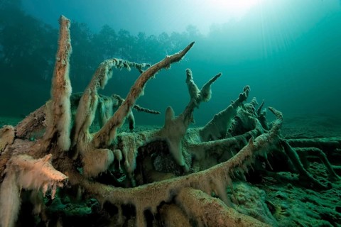 Roots with Slime Algae