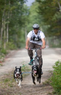 Man bikejoring or bikejoring
