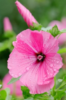 Annual Mallow (Lavatera trimestris