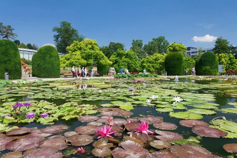 Lily pond