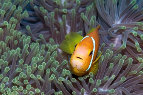 Maldive Anemonefish or Blackfinned Anemonefish (Amphiprion nigripes) in a Magnificent Sea Anemone (Heteractis magnifica)