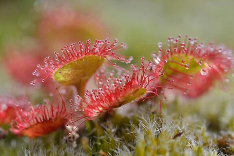 Sundew (Drosera rotundifolia)