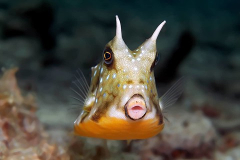 Thornback Cowfish or Shorthorn Cowfish (Lactoria penthacantha)