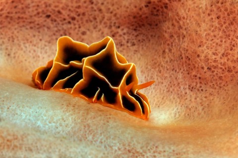 Halgerda Sea Slug (Reticulidia halgerda)