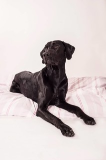 Lying big black mongrel